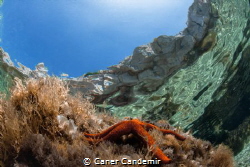Seastar on stone with blue sky by Caner Candemir 